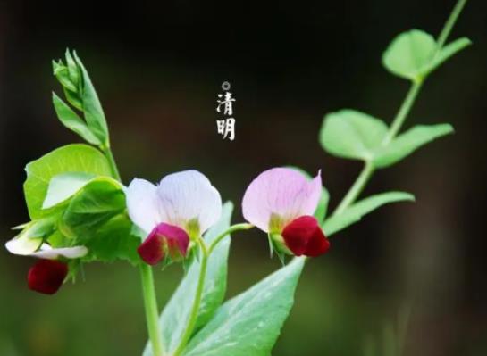 寒食節吃青團還是清明節吃青團?清明節和寒食節是一天的嗎 寒食節吃青團還是清明節吃青團?清明節和寒食節是一天的嗎