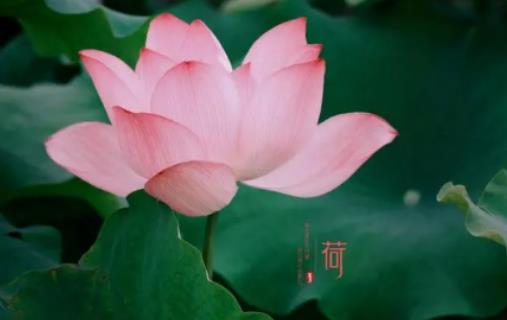 夏至過后穿什么合適?2024年夏至過后栽紅薯晚嗎 夏至過后穿什么合適?2024年夏至過后栽紅薯晚嗎