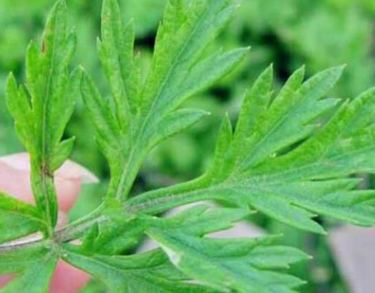 睡艾草枕頭會引起咽喉痛嗎?什么樣的艾草能做枕頭能長期用 睡艾草枕頭會引起咽喉痛嗎?什么樣的艾草能做枕頭能長期用