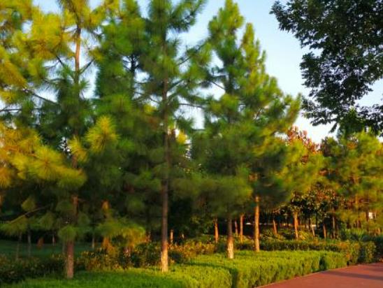 晨跑適合快跑還是慢跑?早晨跑步能不洗臉嗎 晨跑適合快跑還是慢跑?早晨跑步能不洗臉嗎