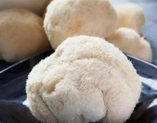 猴頭菇用開水浸泡可以嗎?猴頭菇泡多久合適 猴頭菇用開水浸泡可以嗎?猴頭菇泡多久合適