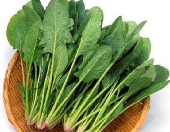 白蘿卜和菠菜能一起吃嗎?菠菜凍了還能吃嗎 白蘿卜和菠菜能一起吃嗎?菠菜凍了還能吃嗎