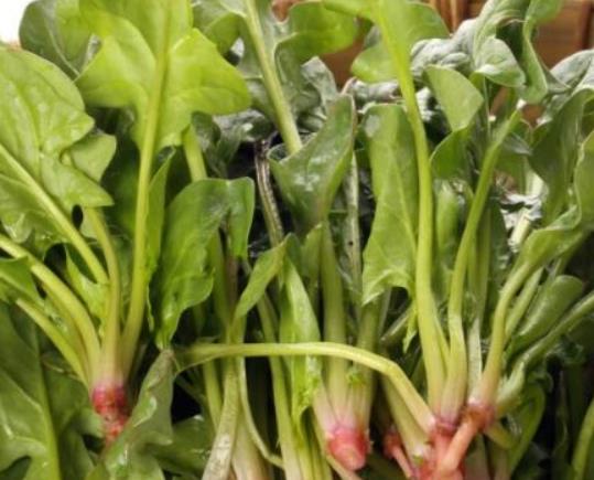 菠菜如何食用比較好?為什么吃菠菜可以減肥 菠菜如何食用比較好?為什么吃菠菜可以減肥