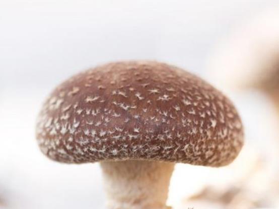 怎么泡發香菇比較快?干香菇要泡多久才能食用 怎么泡發香菇比較快?干香菇要泡多久才能食用