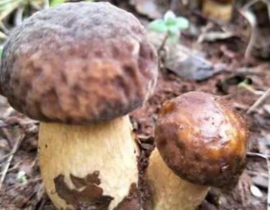 小雞燉蘑菇有哪些功效?蘑菇表面發(fā)粘很滑還能吃嗎 小雞燉蘑菇有哪些功效?蘑菇表面發(fā)粘很滑還能吃嗎