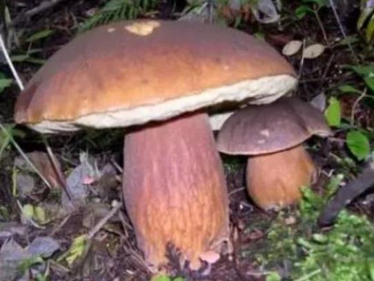 怎么樣挑選可以吃的蘑菇?吃蘑菇有哪些禁忌? 怎么樣挑選可以吃的蘑菇?吃蘑菇有哪些禁忌?