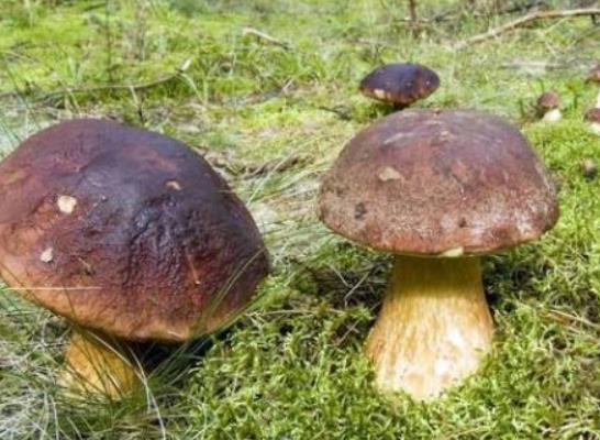 蘑菇放冰箱可以儲(chǔ)存幾天?蘑菇凍了吃會(huì)中毒嗎? 蘑菇放冰箱可以儲(chǔ)存幾天?蘑菇凍了吃會(huì)中毒嗎?