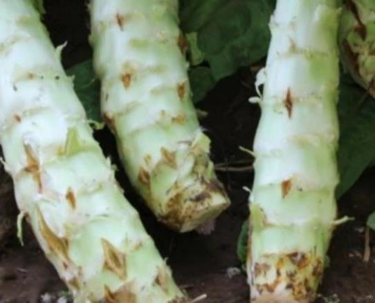 萵筍開花怎么做好吃?新鮮萵筍怎樣長期存放? 萵筍開花怎么做好吃?新鮮萵筍怎樣長期存放?