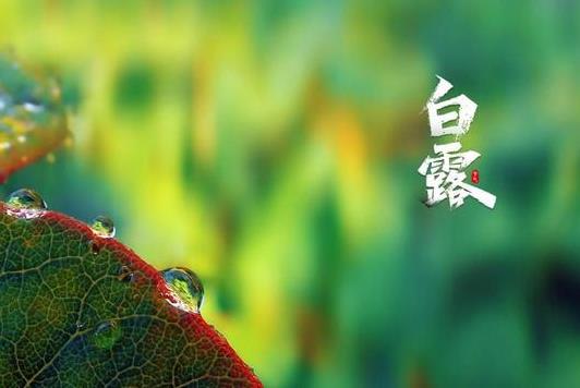 白露秋燥吃什么?2022年白露是什么時候?