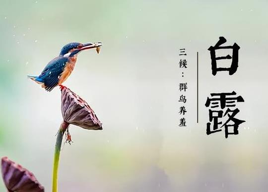 白露秋燥吃什么?2022年白露是什么時候?