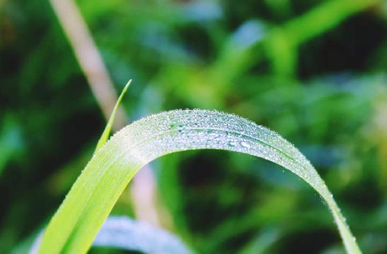 白露是每年的農歷幾月?2022年白露具體時間是幾點?