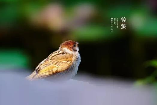 驚蟄打雷時要注意什么?驚蟄吃梨有什么寓意